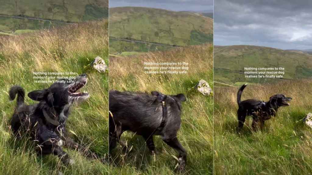 Rescue Dog Realizing His Freedom Amid the Vast Sky Is Priceless