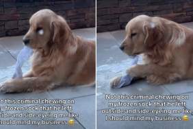 Dog Gives Side Eyes to Owner While Chewing on Frozen Sock