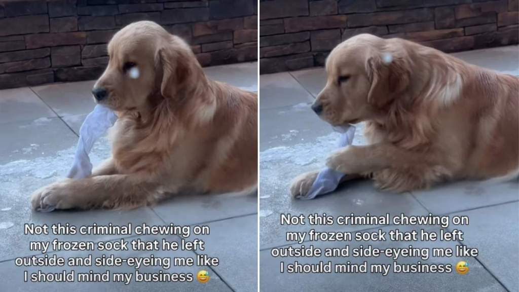 Dog Gives Side Eyes to Owner While Chewing on Frozen Sock