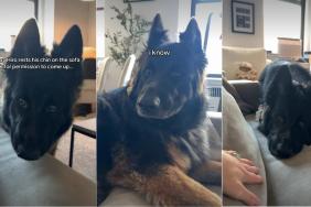 Dog Rests Chin on Sofa To Ask Owner if He Could Come Up