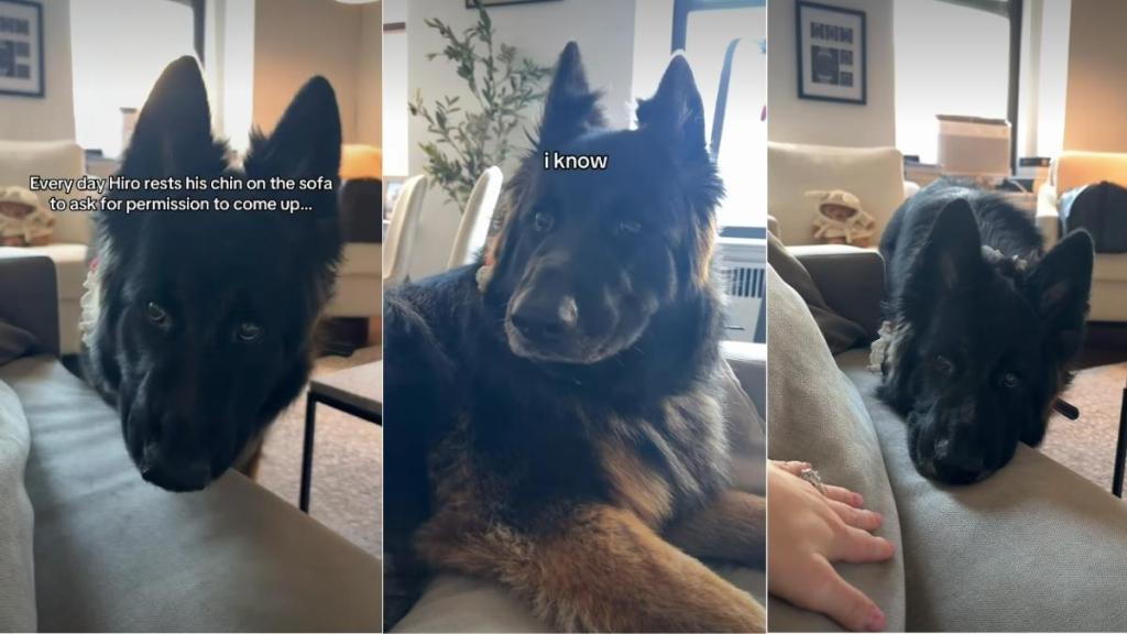 Dog Rests Chin on Sofa To Ask Owner if He Could Come Up