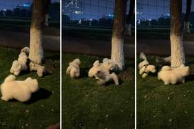 Puppy Goes Round & Round Around Tree With Furry Friends
