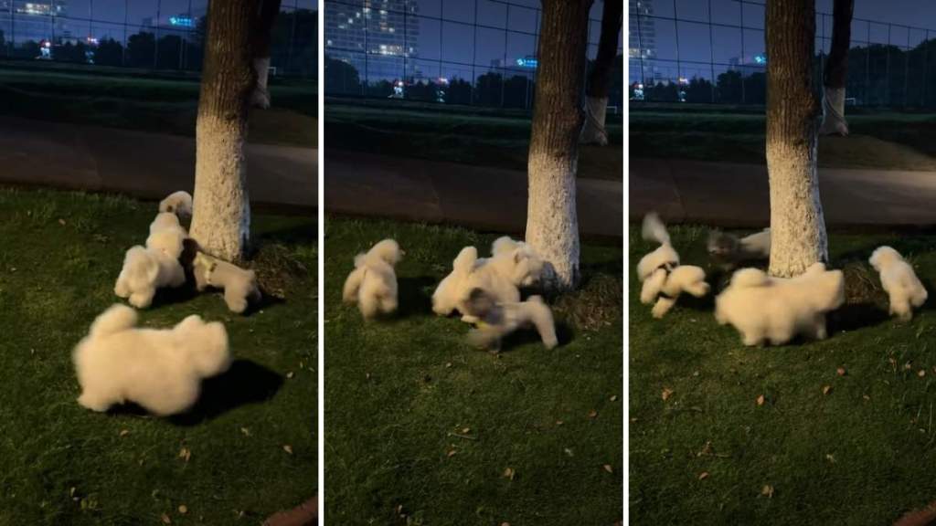 Puppy Goes Round & Round Around Tree With Furry Friends