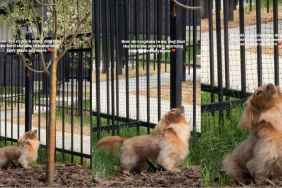 Dog Patiently Waits by Tree for the Bird She Saw That Morning