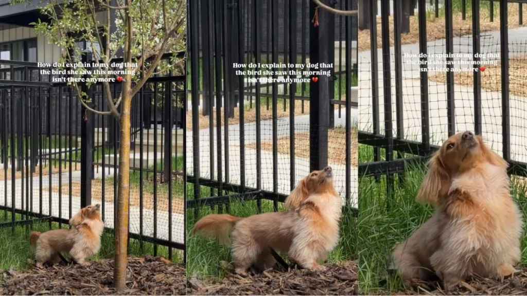 Dog Patiently Waits by Tree for the Bird She Saw That Morning