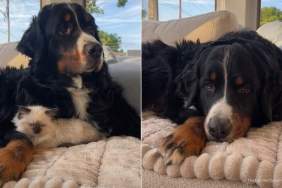 Dog Keeps Cat Hidden After Taking His Duties Too Seriously