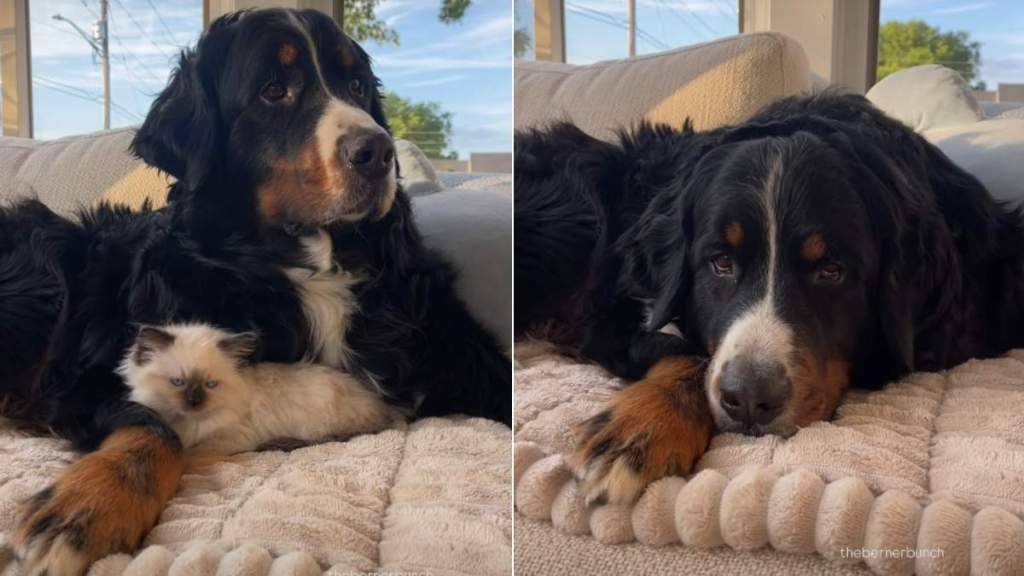 Dog Keeps Cat Hidden After Taking His Duties Too Seriously