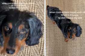 Dog Keeps Checking on Pregnant Mom, Refuses To Leave Her Like He Knows She Needs Him