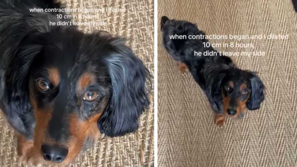 Dog Keeps Checking on Pregnant Mom, Refuses To Leave Her Like He Knows She Needs Him