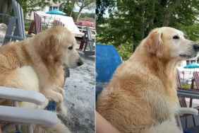 Owner Believes Dog Has ‘Grumpy Old Man’ Trapped in His Body