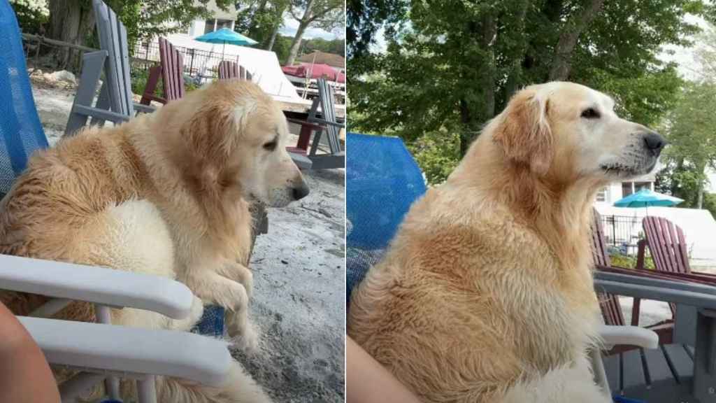 Owner Believes Dog Has ‘Grumpy Old Man’ Trapped in His Body