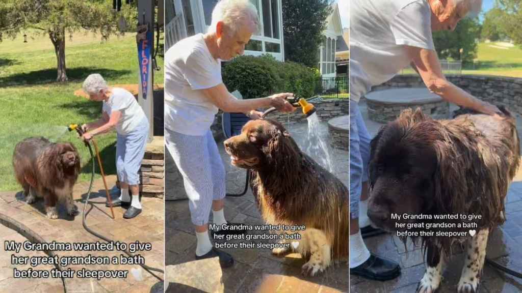 Big Dog Understands He Can’t Make a Mess While Grandma Gives Him a Bath