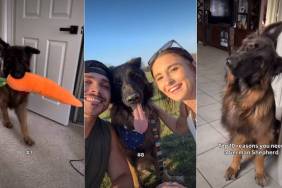 Owner Lists Down Ten Reasons One Needs German Shepherd