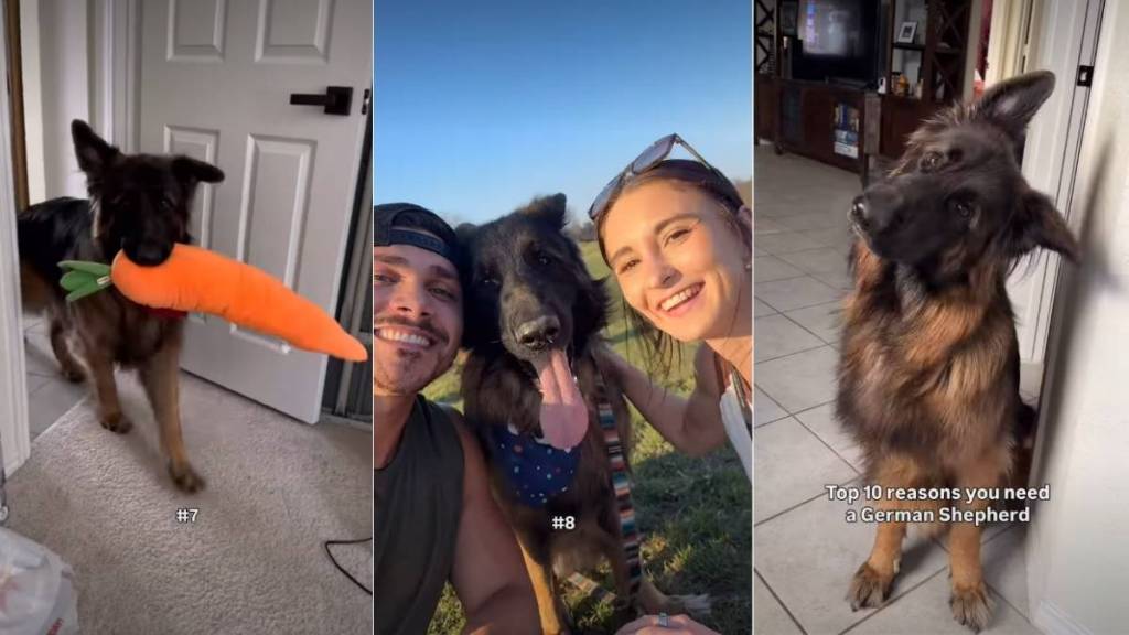 Owner Lists Down Ten Reasons One Needs German Shepherd