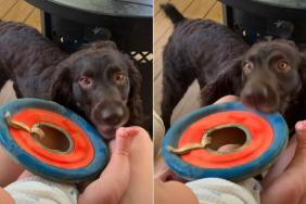 Sweet Dog Tries To Get Baby To Join Him for a Game of Frisbee