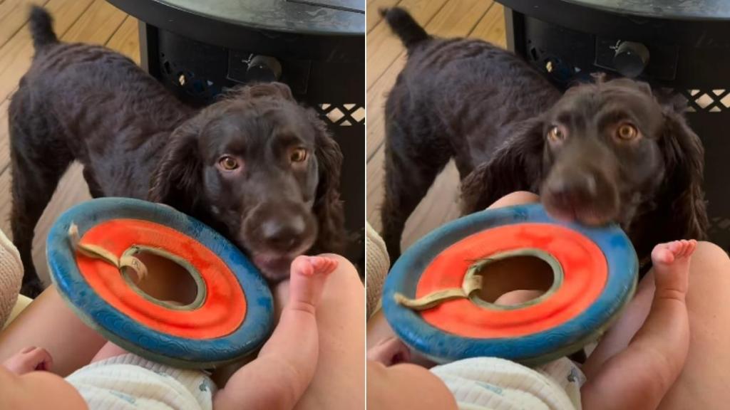 Sweet Dog Tries To Get Baby To Join Him for a Game of Frisbee