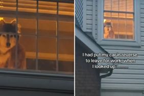Dog Keeps Looking at Dad From Window as He Leaves for Work