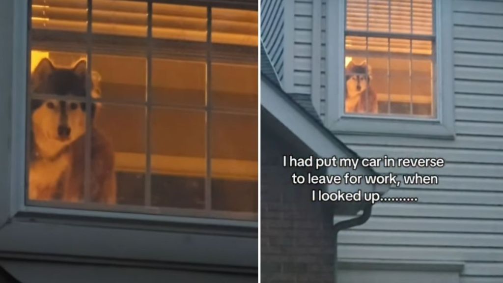 Dog Keeps Looking at Dad From Window as He Leaves for Work