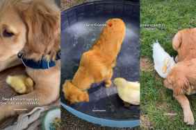 Dog Shares ‘Unlikely’ & ‘Sweetest’ Friendship With Duck