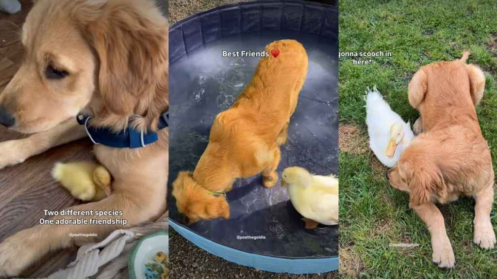 Dog Shares ‘Unlikely’ & ‘Sweetest’ Friendship With Duck