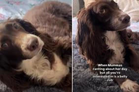 Dog Slowly Falls on Back for Belly Rubs During Mom’s Ranting
