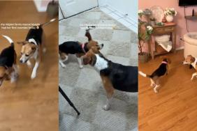 Rescue Dog Experiences First Zoomies & Knows This Is How Life Should Be