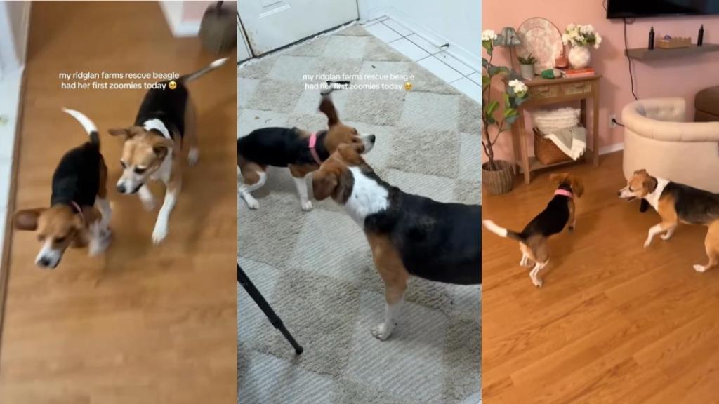 Rescue Dog Experiences First Zoomies & Knows This Is How Life Should Be