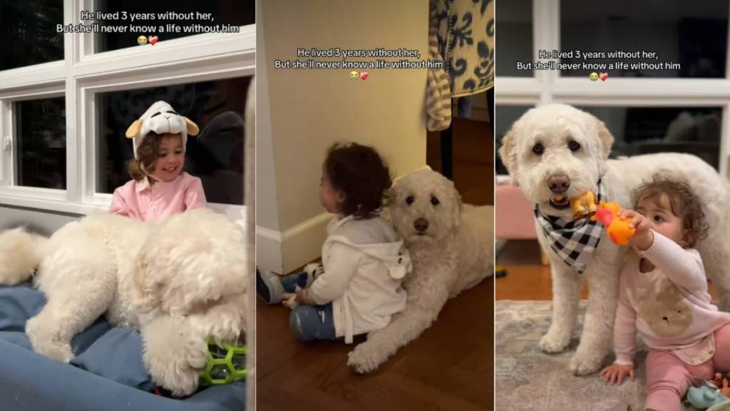 Owner Shows Goldendoodle & Little Girl Being Besties Forever