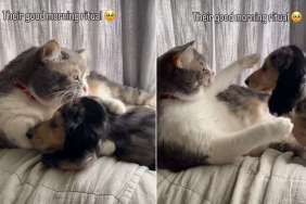 Dog Adorably Hugs Cat Sibling as Part of Morning Ritual