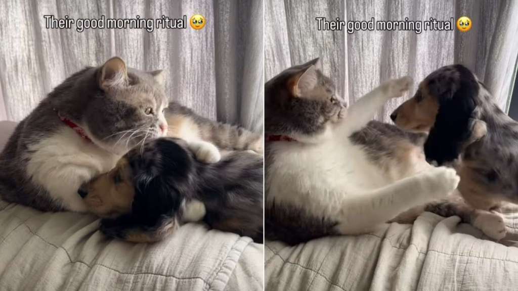 Dog Adorably Hugs Cat Sibling as Part of Morning Ritual