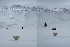 Dog Gets To Run in Entrancing Snow as Perk of Living in Alaska
