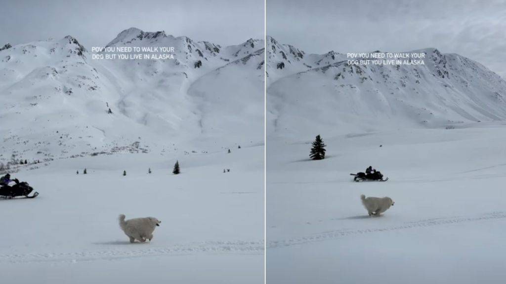 Dog Gets To Run in Entrancing Snow as Perk of Living in Alaska