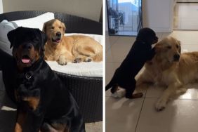 Golden Retriever Let Puppy Curl up Beside Him Once, They Are Inseparable Now