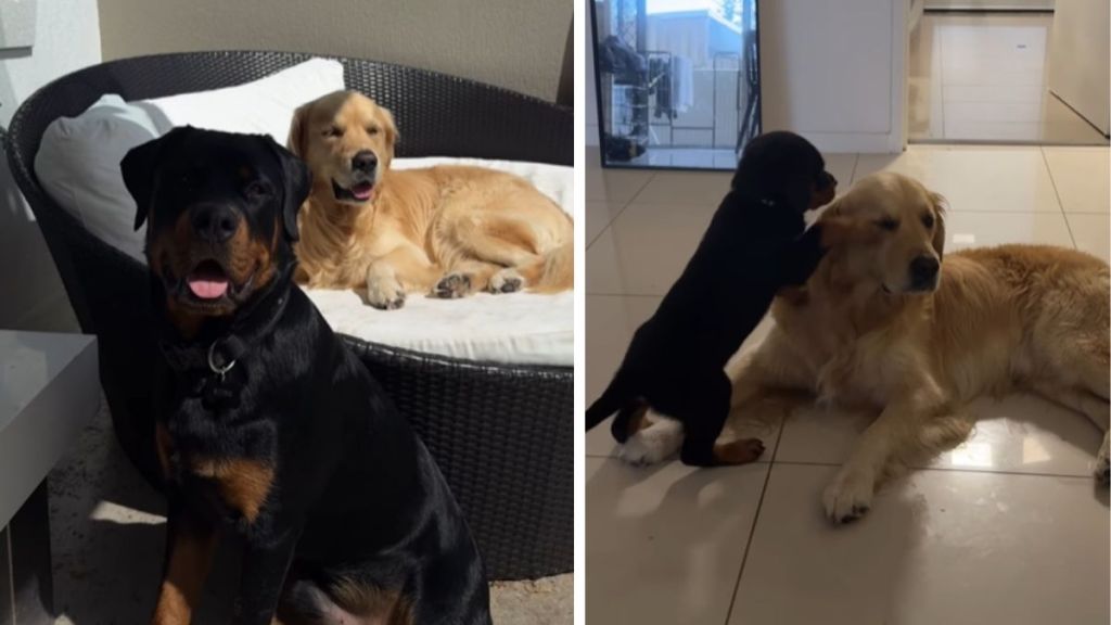 Golden Retriever Let Puppy Curl up Beside Him Once, They Are Inseparable Now