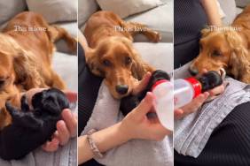 Dog Knows Her ‘Weak’ Baby Needs Mom’s Help, but Never Stops Watching Over Her
