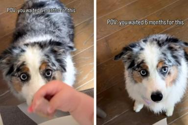 Dog Waited 6 Months for Baby to Finally Sneak Her Food