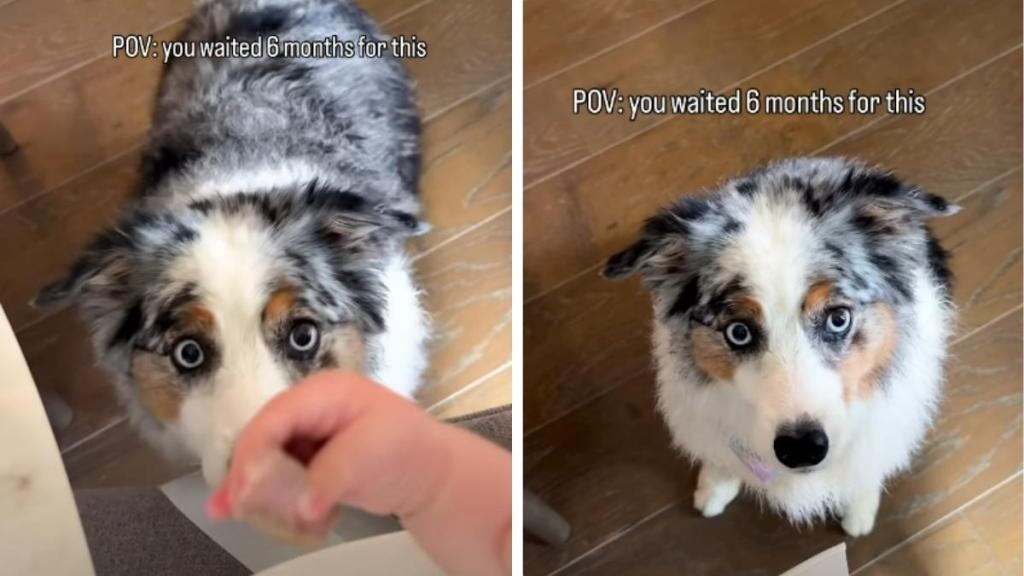 Dog Waited 6 Months for Baby to Finally Sneak Her Food