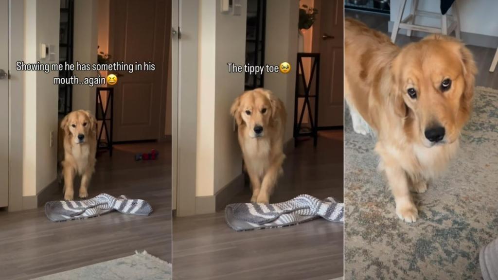 Golden Retriever Comes in on Tippy Toes To Reveal What’s in Mouth