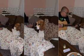 Rescue Dog Once Caged in Lab Gets Used To Good Life but Still Looks Afraid