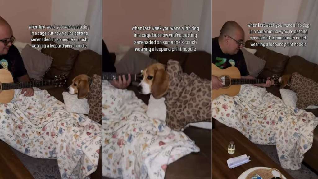 Rescue Dog Once Caged in Lab Gets Used To Good Life but Still Looks Afraid