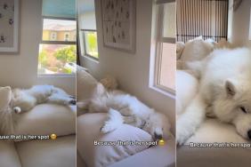 Dog Found Perfect Spot on Sofa & Her Owner Will Never Change It