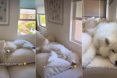 Dog Found Perfect Spot on Sofa & Her Owner Will Never Change It