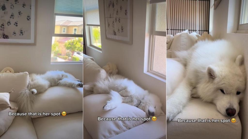 Dog Found Perfect Spot on Sofa & Her Owner Will Never Change It