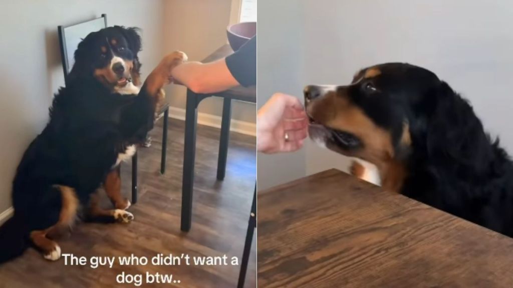 Dog Adorably Holds Dad’s Hand While He’s Having a Meal