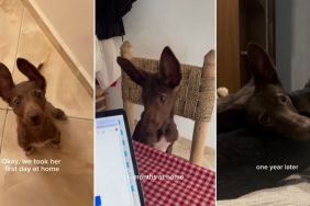 Rescue Dog Was Once a Stray Pup When She Ran up to Strangers & Found a Home