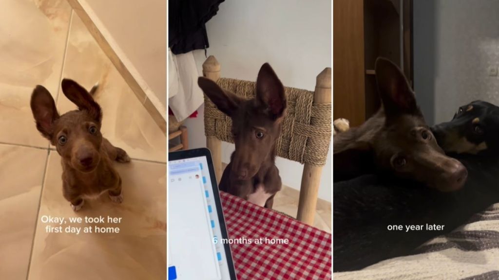 Rescue Dog Was Once a Stray Pup When She Ran up to Strangers & Found a Home