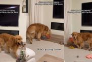Golden Retriever Helps Pregnant Mom Clean the House, Puts Away His Toys