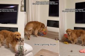 Golden Retriever Helps Pregnant Mom Clean the House, Puts Away His Toys