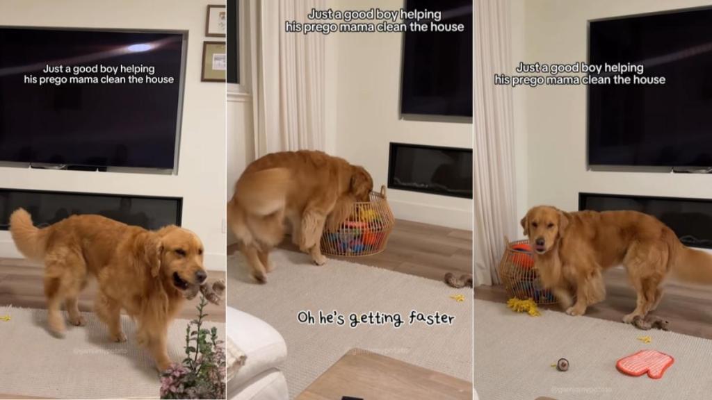 Golden Retriever Helps Pregnant Mom Clean the House, Puts Away His Toys