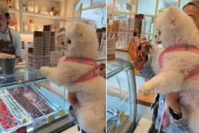 Dog Asking for Ice Cream With Cute Paw Gesture Steals Hearts